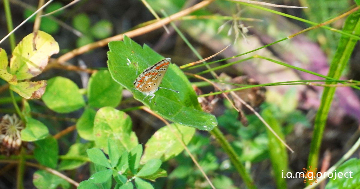 image for giardino-delle-farfalle-valverde